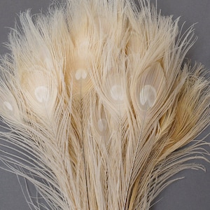 Peacock Feathers, 5 to 100 Pieces, EGGSHELL Beigh Bleached Dyed Tails, Peacock  Feathers ZUCKER®