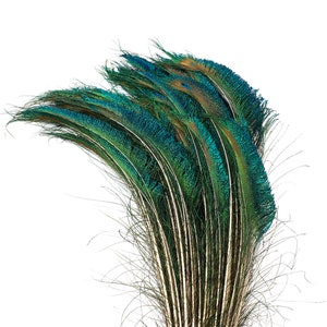 Peacock Sword Left Side Tail, 100 Pieces 12-20", Natural Peacock Sword Feathers, Sanitized in USA ZUCKER®