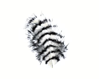 May include: A single black and white striped feather with a pointed tip.