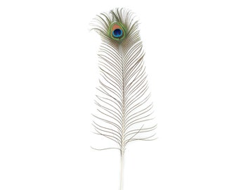 25-35" Natural Peacock Feathers 12pc/pkg - Long Peacock Tail Feathers with Large Iridescent Eyes ZUCKER®