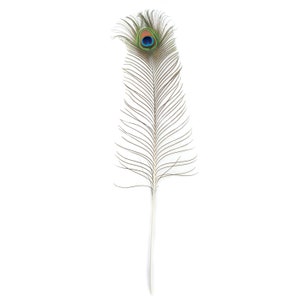 25-35" Natural Peacock Feathers 12pc/pkg - Long Peacock Tail Feathers with Large Iridescent Eyes ZUCKER®