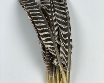 Wild Turkey Feathers, Natural Barred Turkey Pointers 10-16” for Writing Quills, Millinery, Dream Catchers, Arts & Crafts, Costumes  ZUCKER®