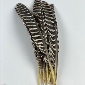 White with Black Tip Quill Feathers by the Pound – Schuman Feathers