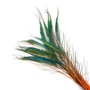 Peacock Sword Stem Dyed Feathers, 10 to 100 pieces 15-25" - ORANGE, Floral Decor, Millinery, Jewelry Design ZUCKER® Sanitized in USA