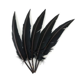 May include: Five black feathers arranged in a fan shape against a white background. The feathers have a glossy sheen and a dark brown quill. The tips of the feathers are pointed, and the base of the feathers have a soft, fluffy texture.