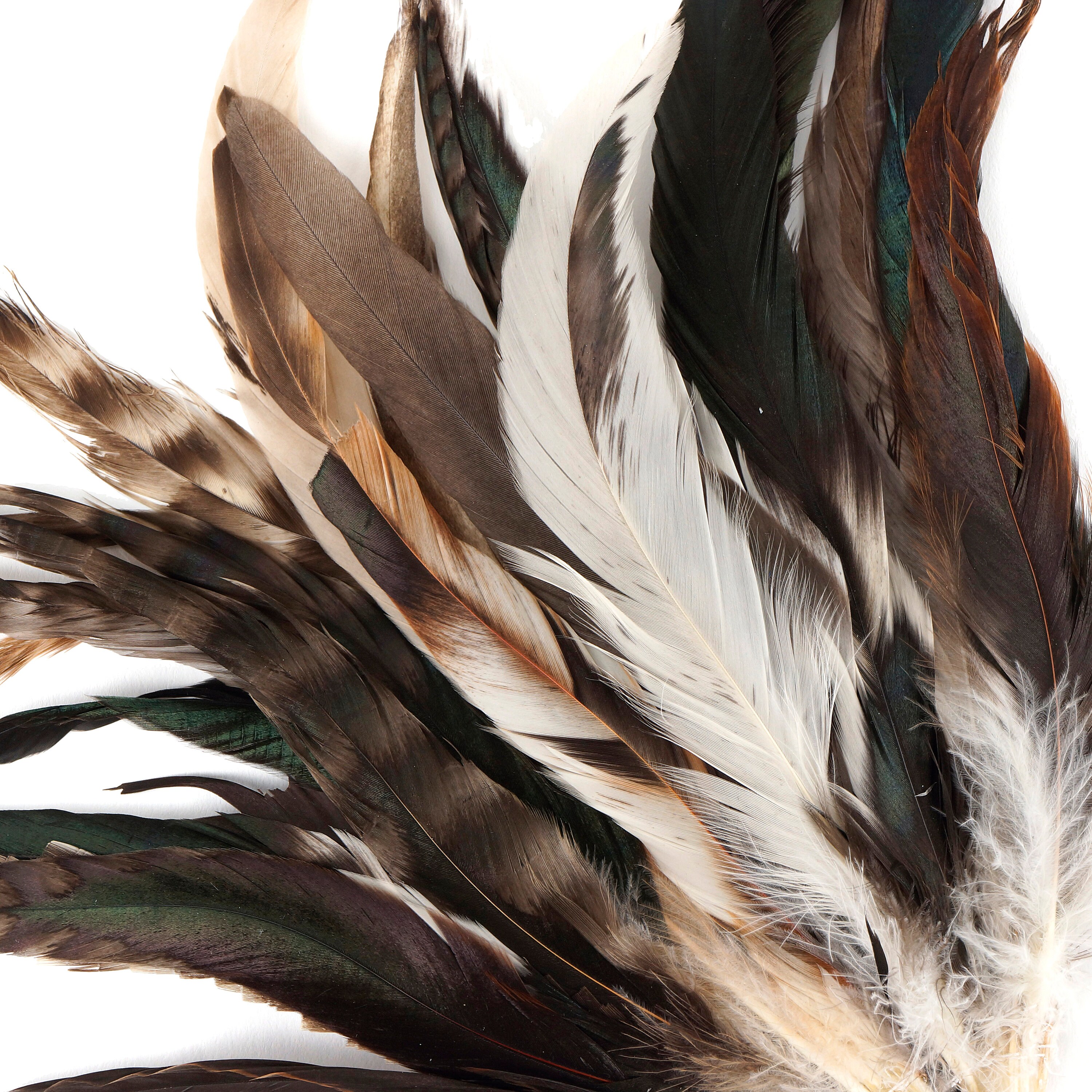 NATURAL Rooster Feathers, 8-10 Barred Rooster Feathers, 25pcs Rooster