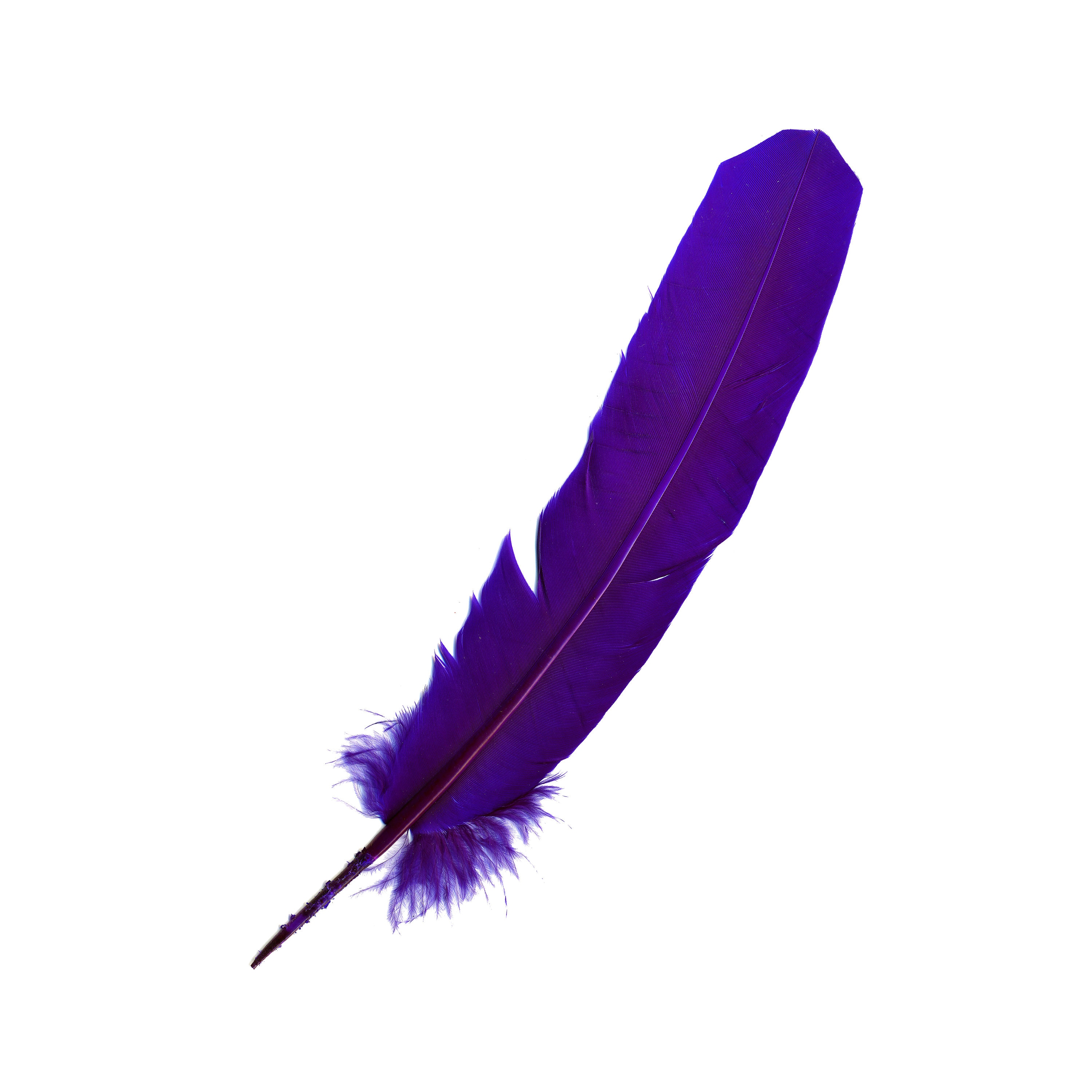 Zucker Feather Products Turkey Feather Flats Dyed - 4-6 inch - Regal