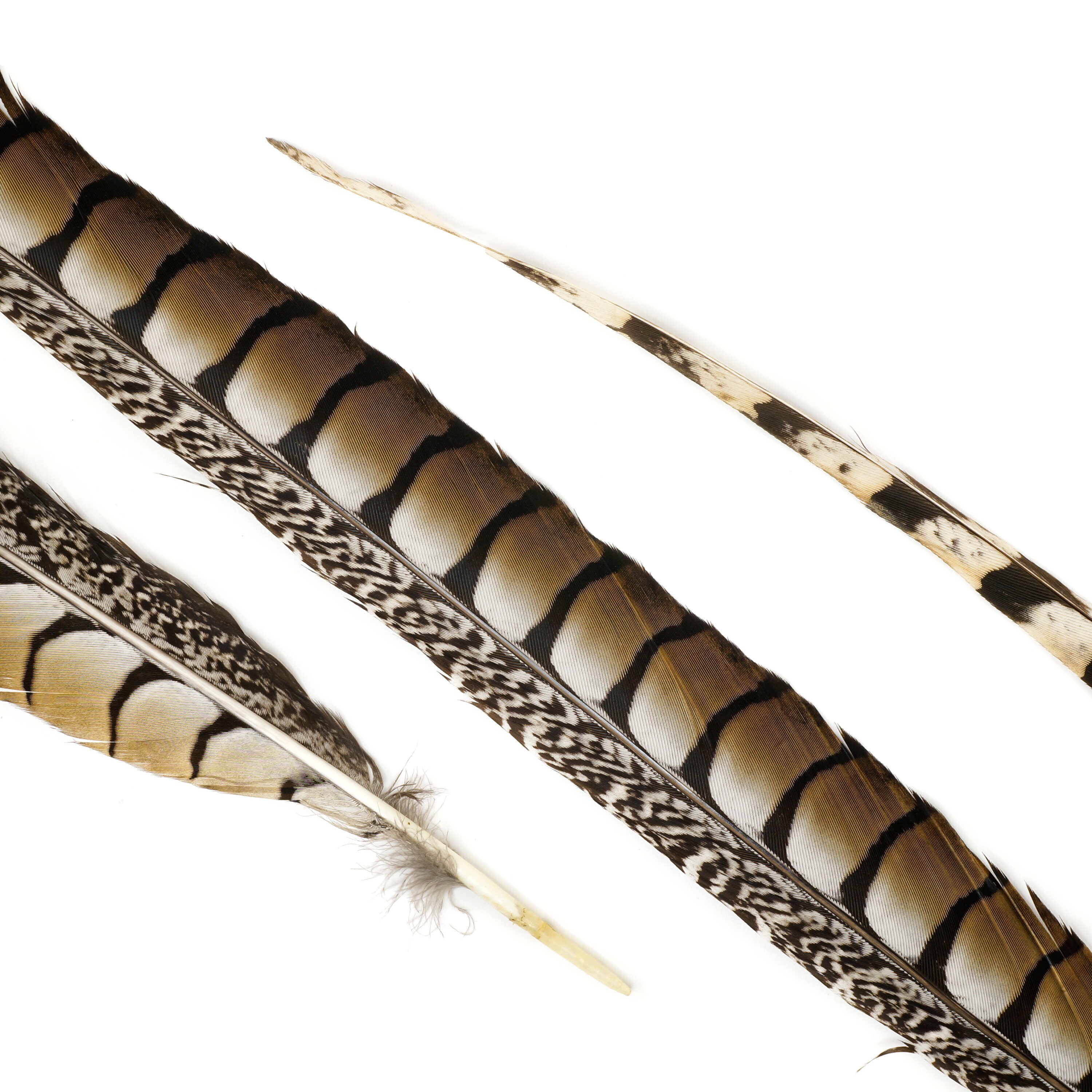 Tail Feathers, Extra Long Natural 35 Lady Amherst Pheasant Feathers For