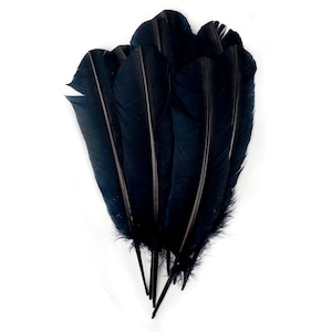 Plumas Turquía salvaje, natural Barred Quills 8-12” teñido candente por Sombrerería, colectores ideales, artes manuales, Decoraciones