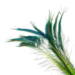 Peacock Sword Stem Dyed Feathers, 10 to 100 pieces 15-25" - LIME Green, Floral Decor, Millinery, Jewelry Design ZUCKER® Sanitized in USA