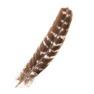 White with Black Tip Quill Feathers by the Pound – Schuman Feathers