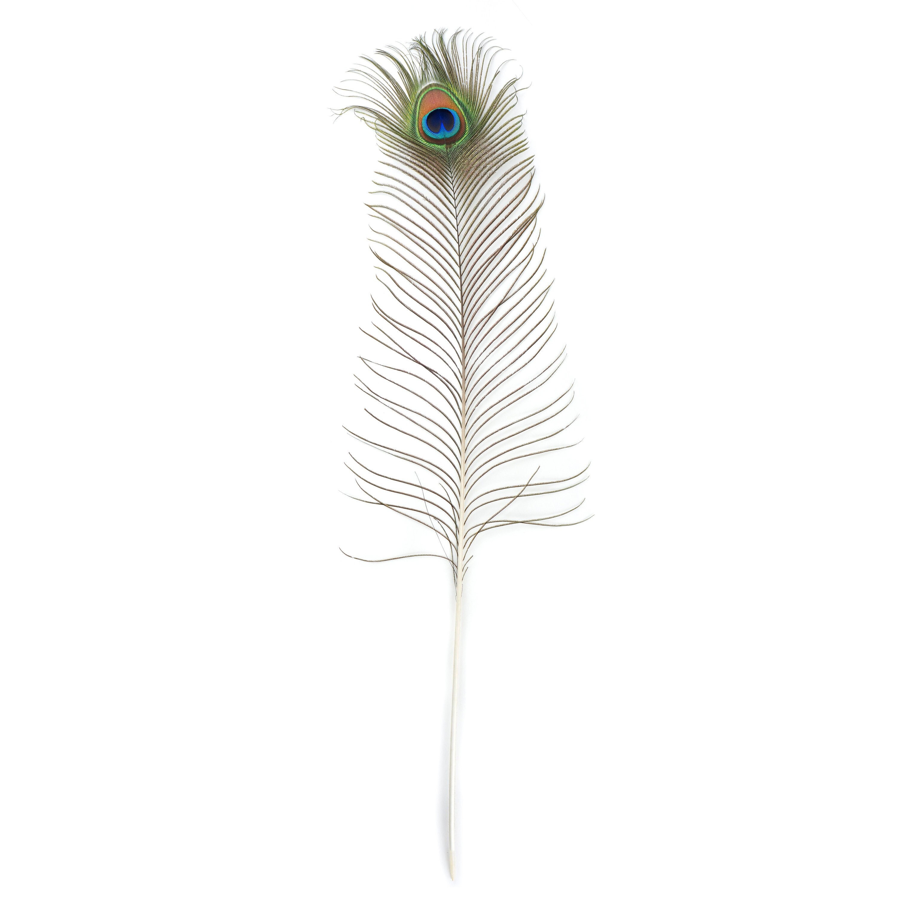 Fuzzy Stick Peacock Feather - Craft Project Ideas