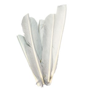 Grey Cut Turkey Pointers 8-12&quot; Dyed 6pcs, Turkey Pointer Quills for Costume, Carnival, Halloween, Cosplay and DIY Arts & Crafts ZUCKER®
