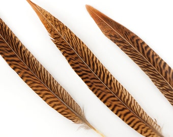 Natural Tail Feathers - Short Golden Pheasant 8-10"  - 10 to 100 pcs - Natural Color Golden Pheasant Tail Feathers ZUCKER®