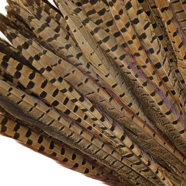 Pheasant Feathers - Long Male Tail Feathers 14-16" - 10 to 100 pieces Natural Color Ringneck Pheasant Tail Feathers  ZUCKER®