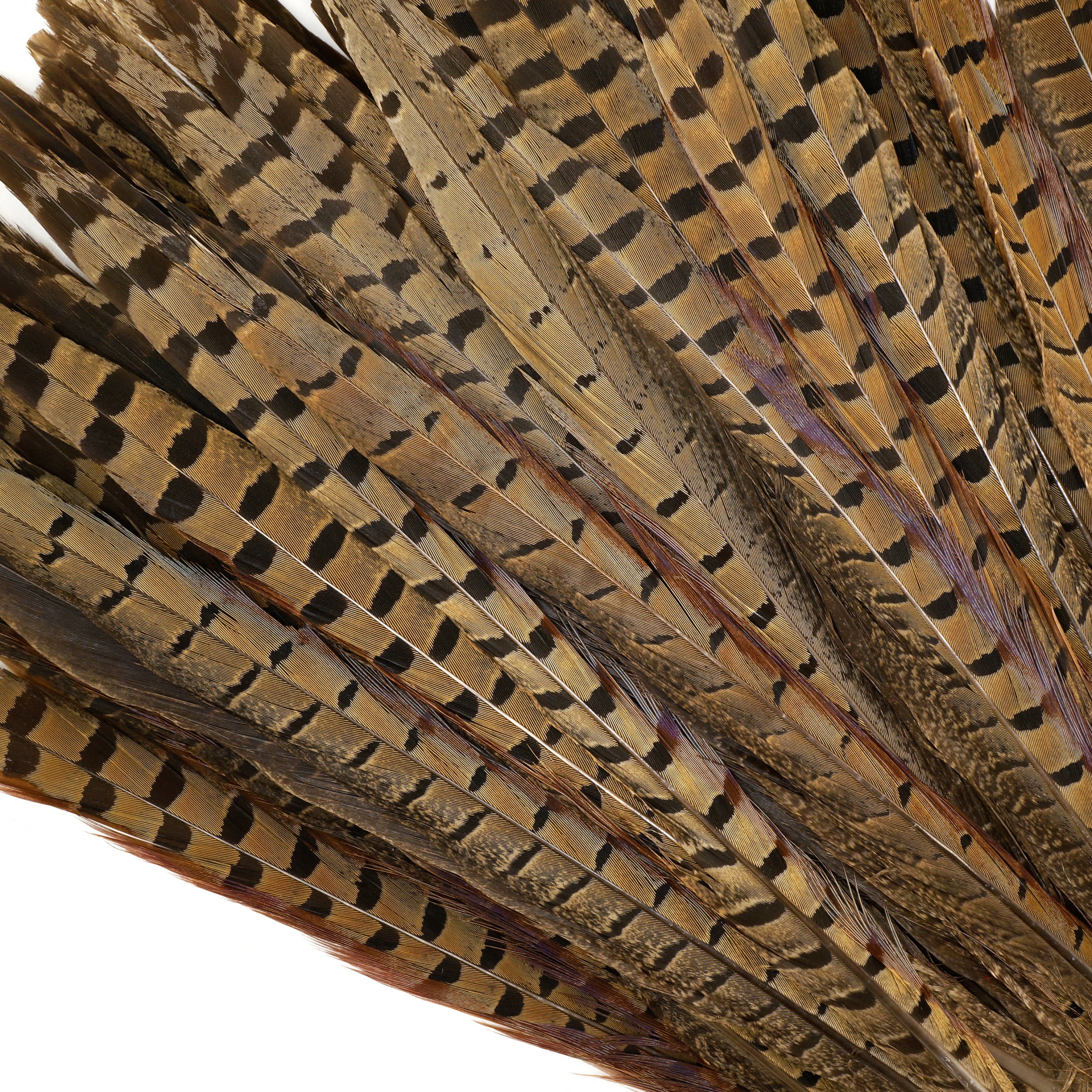 100 Pcs ENGLISH RINGNECK PHEASANT Natural Feathers 6-8" Halloween/Bridal/Costume 100 Pcs ENGLISH RINGNECK PHEASANT Natural Feathers 6-8" Halloween/Bridal/Costume