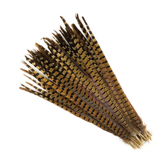 Natural Pheasant Feathers (16-18 inches) - Feathers - Basic Craft