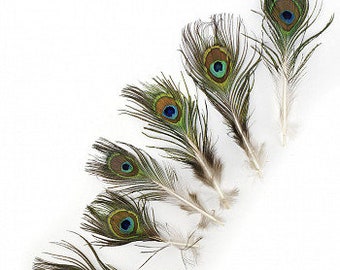 Può includere: Sei piume di pavone disposte diagonalmente su sfondo bianco. Le piume mostrano un mix di colori, tra cui verde, blu, marrone e oro, con un caratteristico motivo a forma di occhio. Le piume variano leggermente per dimensioni e forma.
