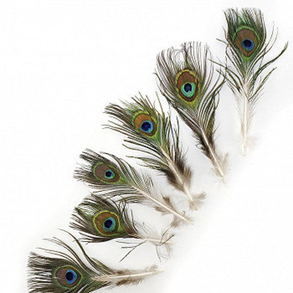 2-4" Peacock Feathers, 25 Pieces, Mini Natural Peacock Tail Feathers - X-Small s - ZUCKER® Dyed Sanitized USA