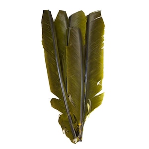 Olive Cut Turkey Pointers 8-12&quot; Dyed 6pcs, Turkey Pointer Quills for Costume, Carnival, Halloween, Cosplay and DIY Arts & Crafts ZUCKER®
