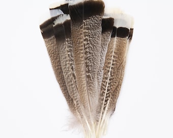 Natural Barred Wild Turkey Tail Feathers 8-14” for Cultural Arts, Calligraphy, Millinery, Dream Catchers, Arts & Crafts, Costume Design