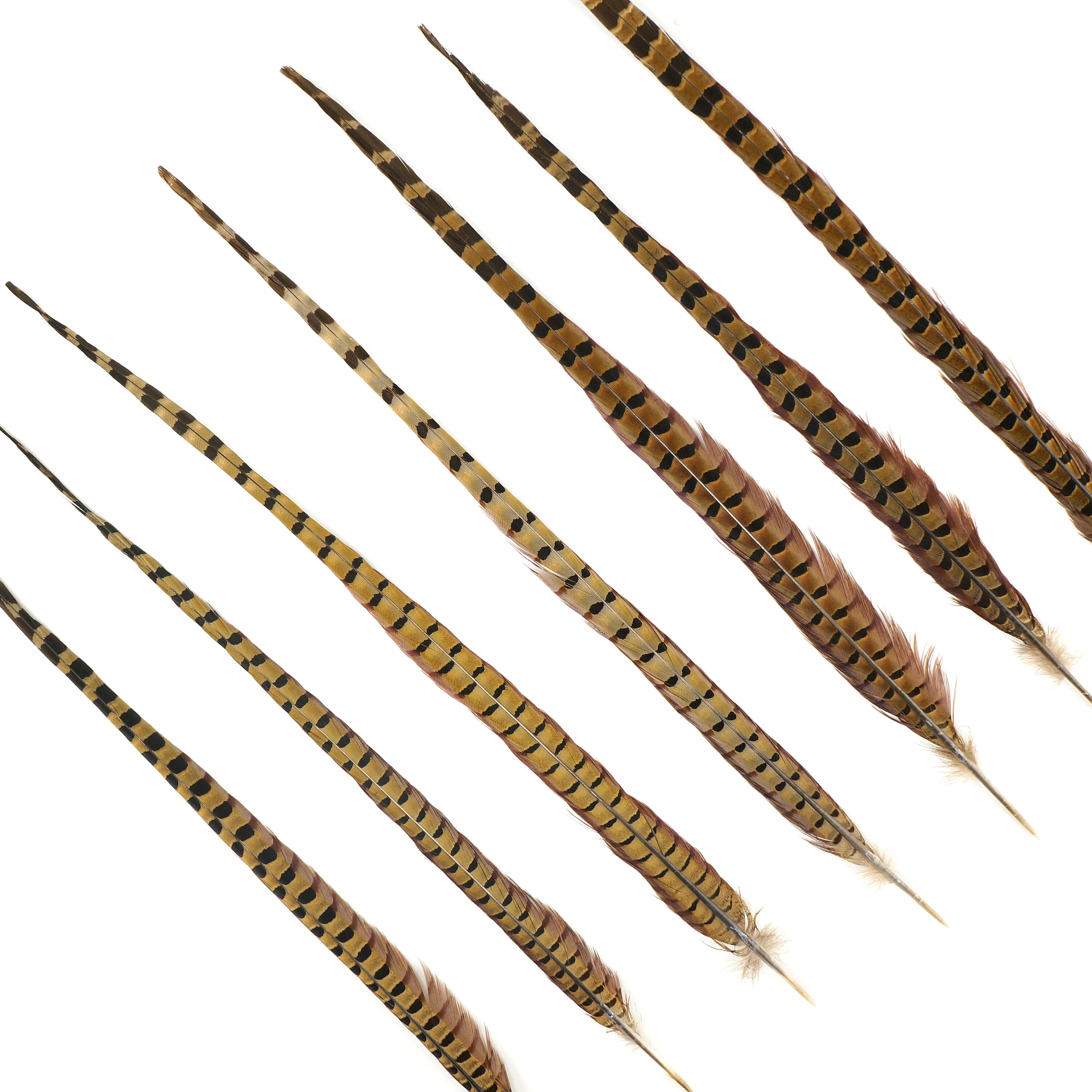 Pheasant Feathers 10 to 100 pieces Long Male Tail Feathers 2024