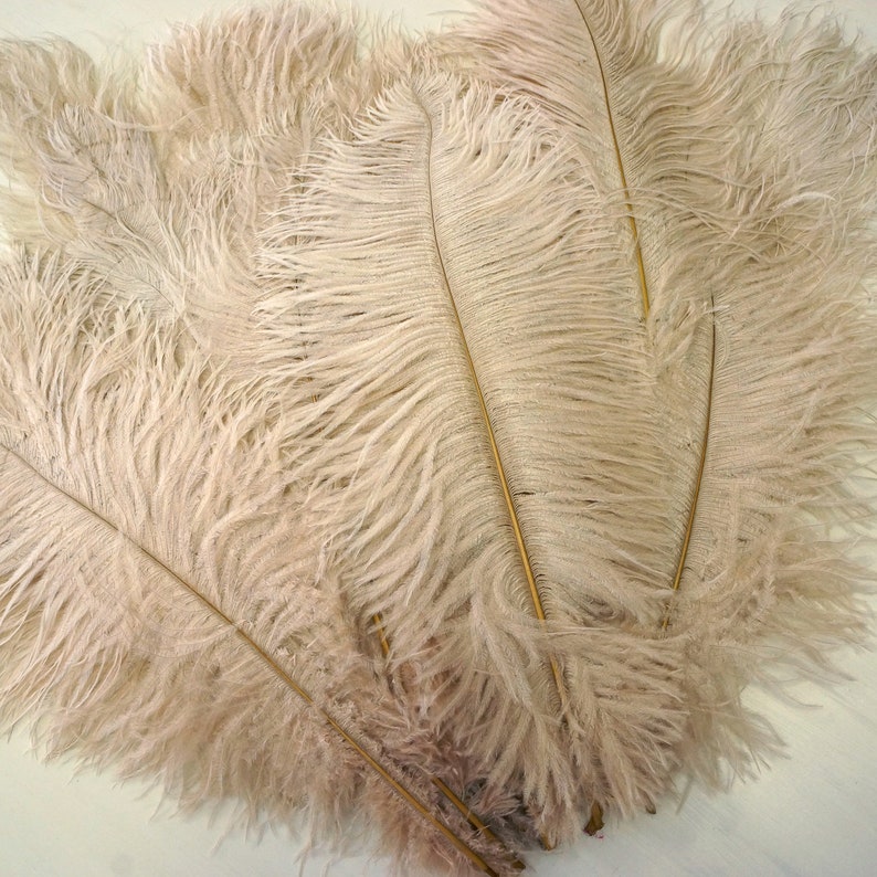 Ostrich Feathers 17-20 BEIGE 1 to 25 Pcs Ostrich - Etsy