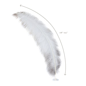 Ostrich Feathers, Natural Ostrich Feather Spads 18-24&quot;, Centerpiece Floral Supplies, Carnival & Costume Feathers ZUCKER®