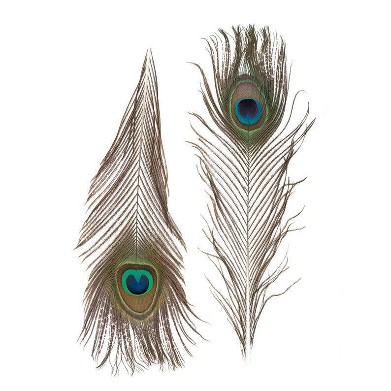 Natural Peacock Feathers 8-15 Inch Natural Peacock Bird - Etsy