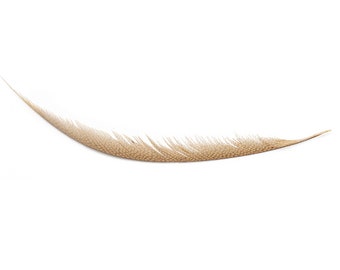 Golden Pheasant Center Tails Dyed Beige Feather