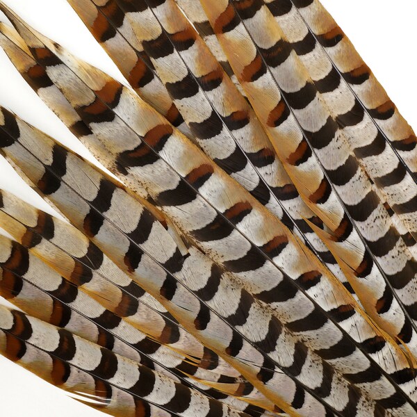 Venery Pheasant Tail Feathers 16-20", 12 pcs Natural Brown Stripe Feathers, Floral, Fashion, Carnival, Cultural Costume Regalia Feathers