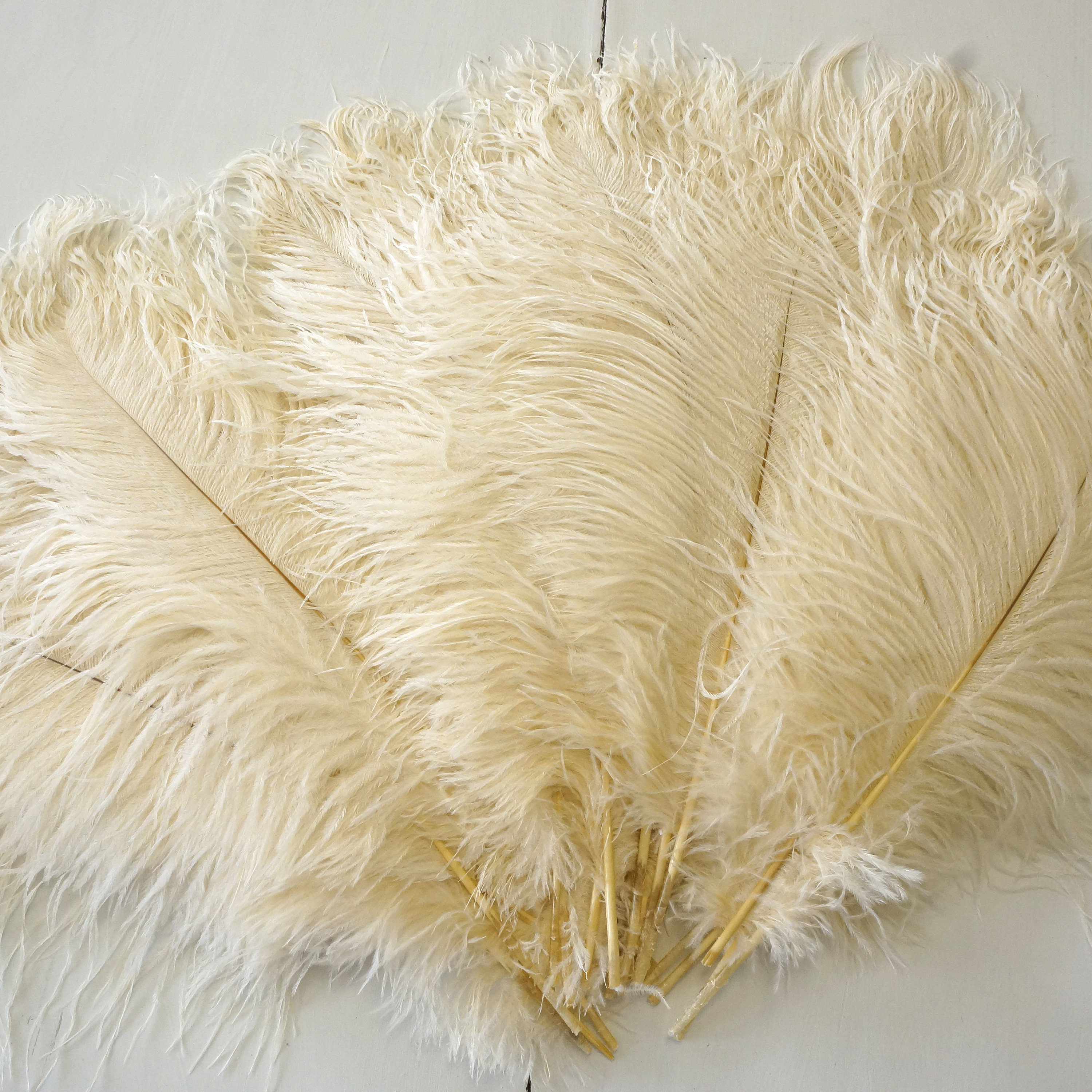 13-15 Fabulous Natural Ostrich Feathers-12PCS - Ivory