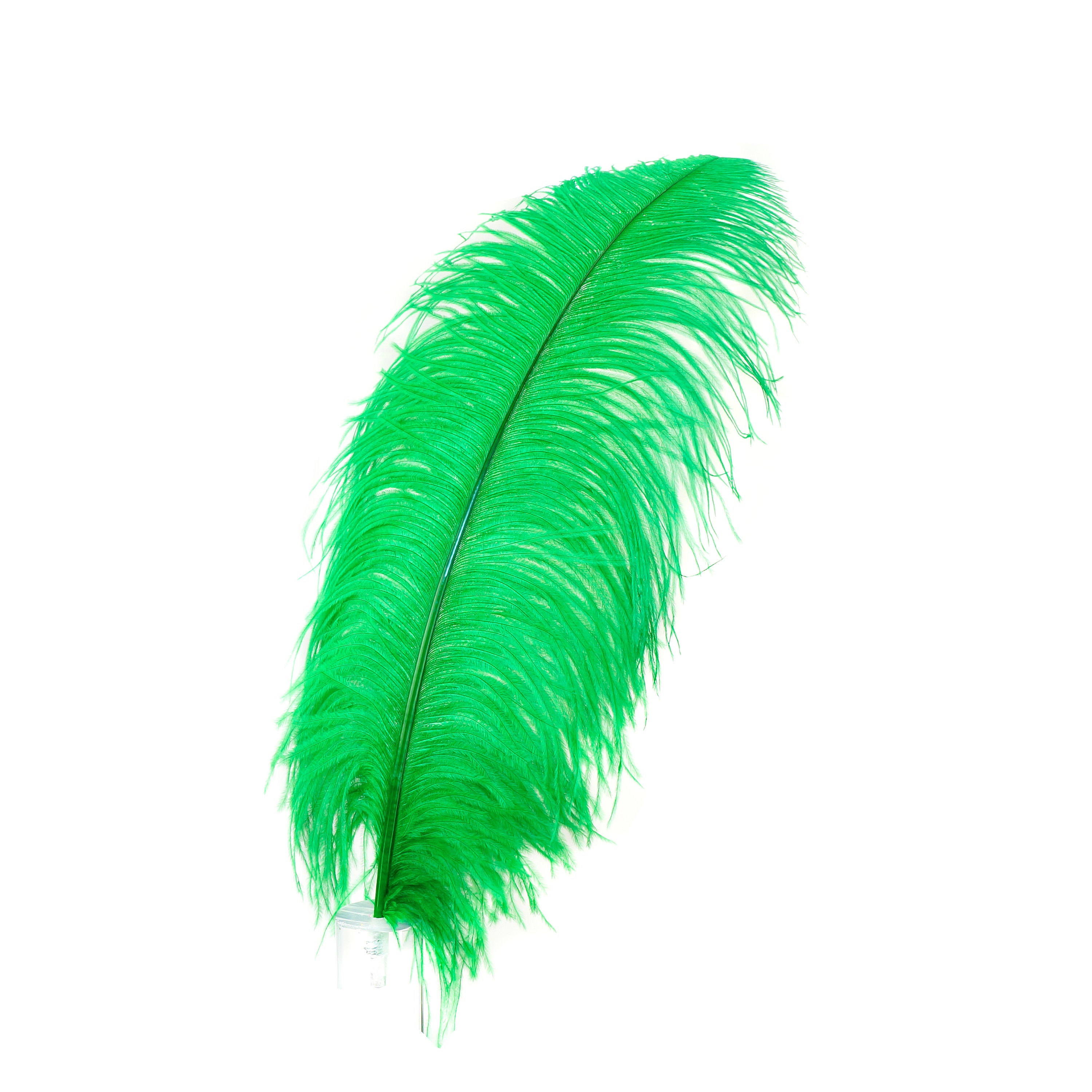 Large Ostrich Feathers 1725”, 1 to 25 Pieces Prime Ostrich Femina Wing Plumes KELLY Green