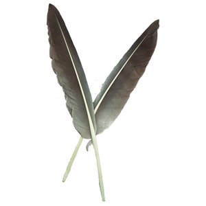 May include: Two gray feathers with white shafts, crossed at the base, against a white background.