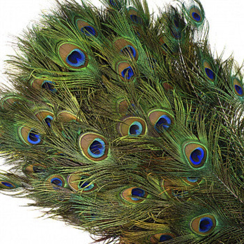 BULK 2535 Natural Peacock Feathers 100pc/pkg NATURAL Etsy