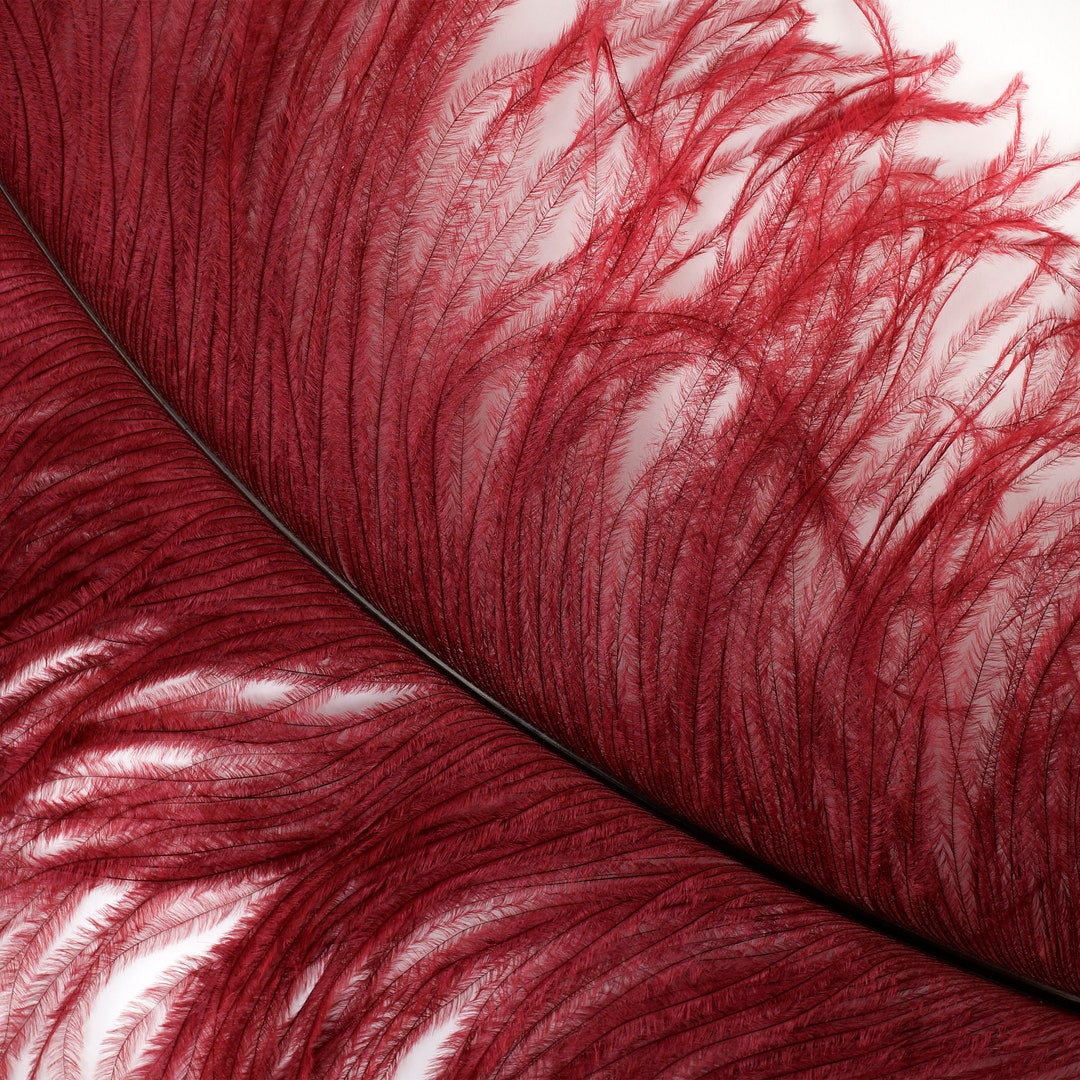 Large Ostrich Feathers 1725, 1 to 25 Pieces, BURGUNDY, Prime Femina