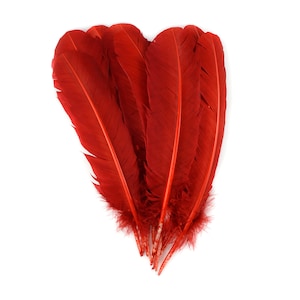 Plumas Turquía salvaje, natural Barred Quills 8-12” teñido candente por Sombrerería, colectores ideales, artes manuales, Decoraciones