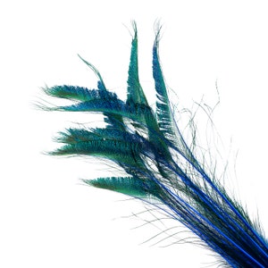 Peacock Sword Stem Dyed Feathers, 10 to 100 pieces 15-25" - Dark TURQUOISE, Floral Decor, Millinery, Jewelry Design ZUCKER® Sanitized in USA