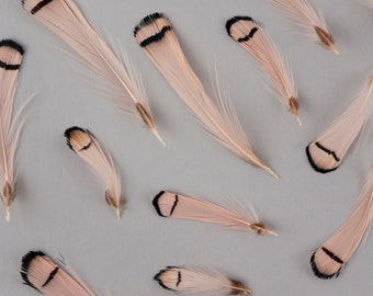 Pheasant Feathers, Champagne Lady Amherst Pheasant Crest Plumage, Loose Short Natural Feathers for DIY Jewelry, Craft & Fly Tying  ZUCKER®