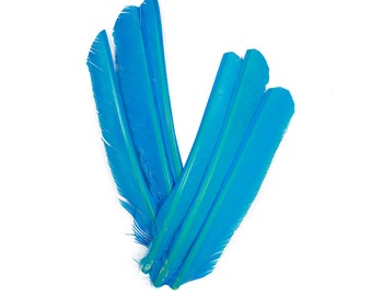 Turkey Pointers 6 Pieces, 8-12" Dyed Dark TURQUOISE, Large Primary Turkey Pointer Quills Halloween, Cosplay Wing ZUCKER® Dyed Sanitized USA