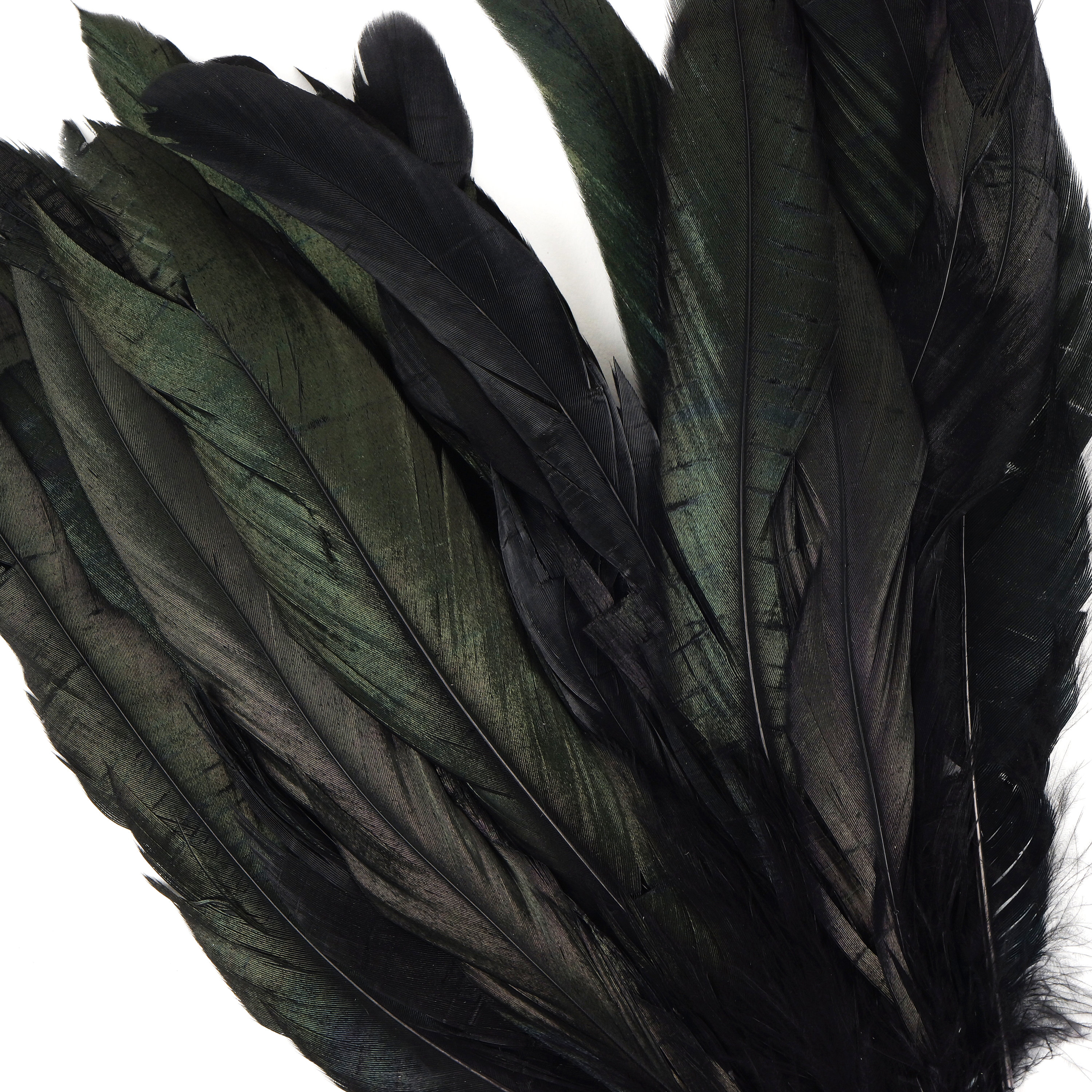 810 Rooster Coque Tail Feathers, Black Iridescent Dyed Rooster