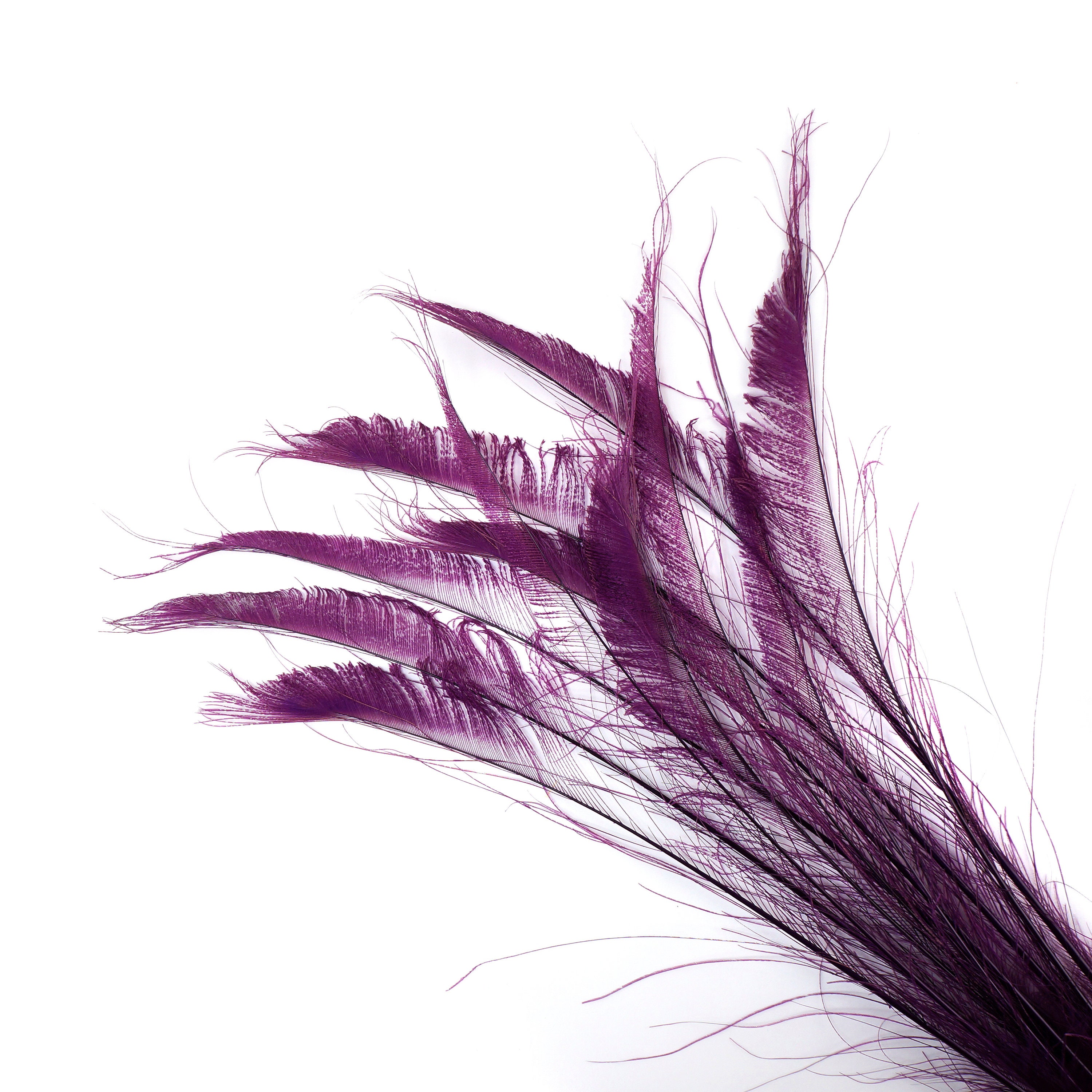 Bleach Dyed Peacock Sword Feathers 10 to 100 Pieces 1525 PURPLE Floral Decor, Millinery