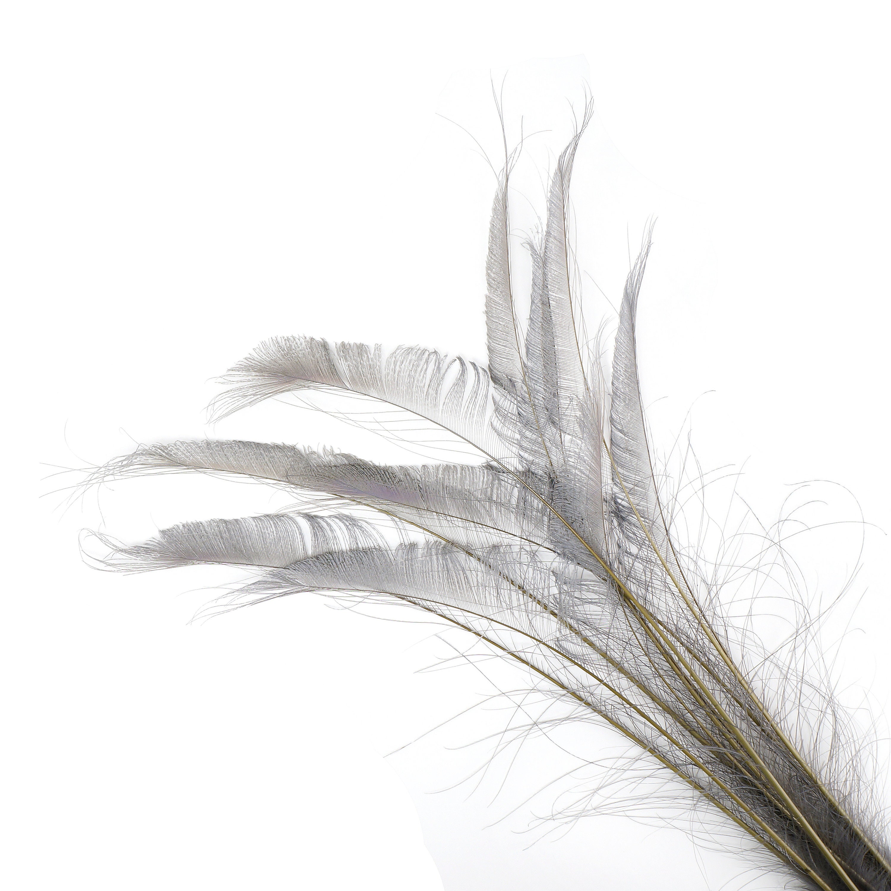 Bleach Dyed Peacock Sword Feathers 10 to 100 Pieces 1525 IRIS Floral Decor, Millinery