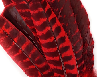 Wild Turkey Feathers, Natural Barred Quills 8-12” Dyed HOT RED for Millinery, Dream Catchers, Arts & Crafts, Decorations,  ZUCKER®