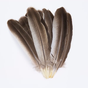 Plumas Turquía salvaje, natural Barred Turquía 10-16” punteros para la escritura Quills, Sombrerería, colectores ideales