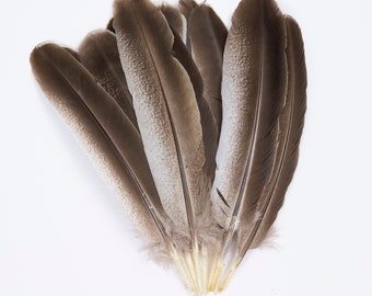 Natural Dark Cinnamon Wild Turkey Quills 10-16” for Cultural Arts, Calligraphy, Millinery, Dream Catchers, Arts & Crafts, Costume Design