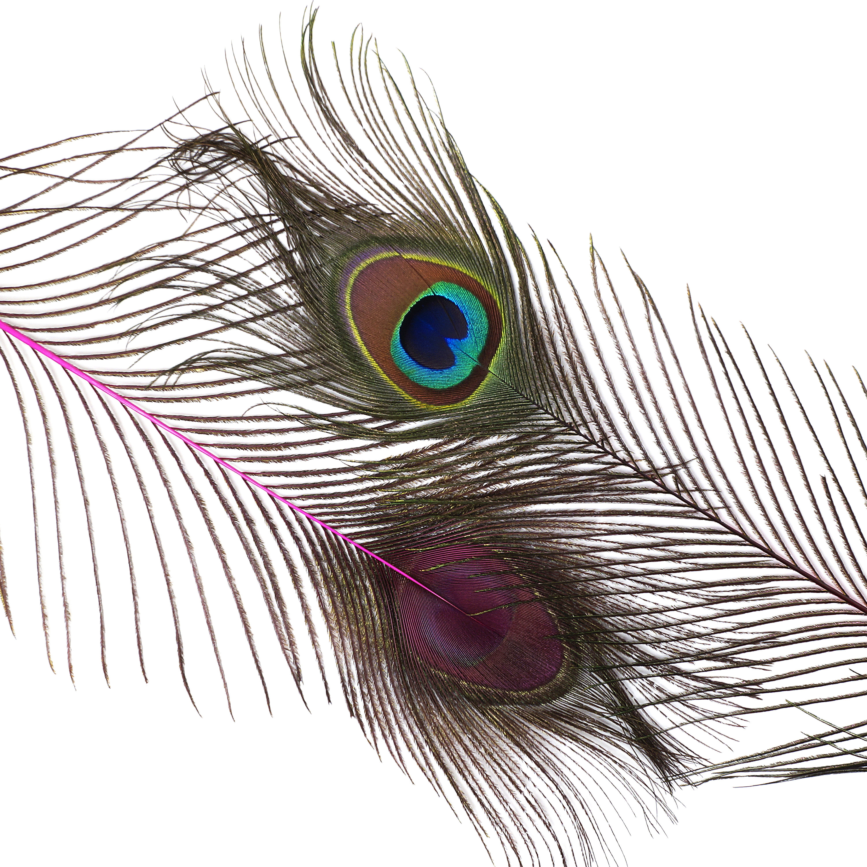 Pink Dyed Peacock Feathers, 25-40 inches Stem Dyed Peacock Tail