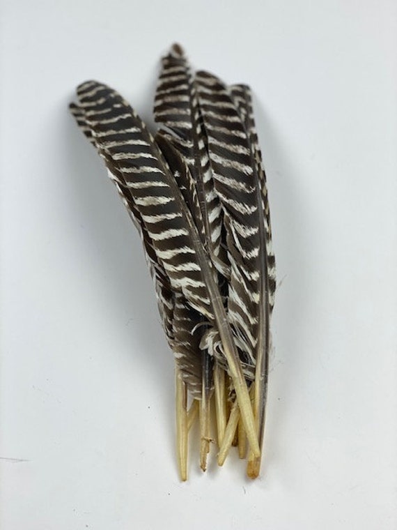 Barred Turkey Pointers Feathers - Natural