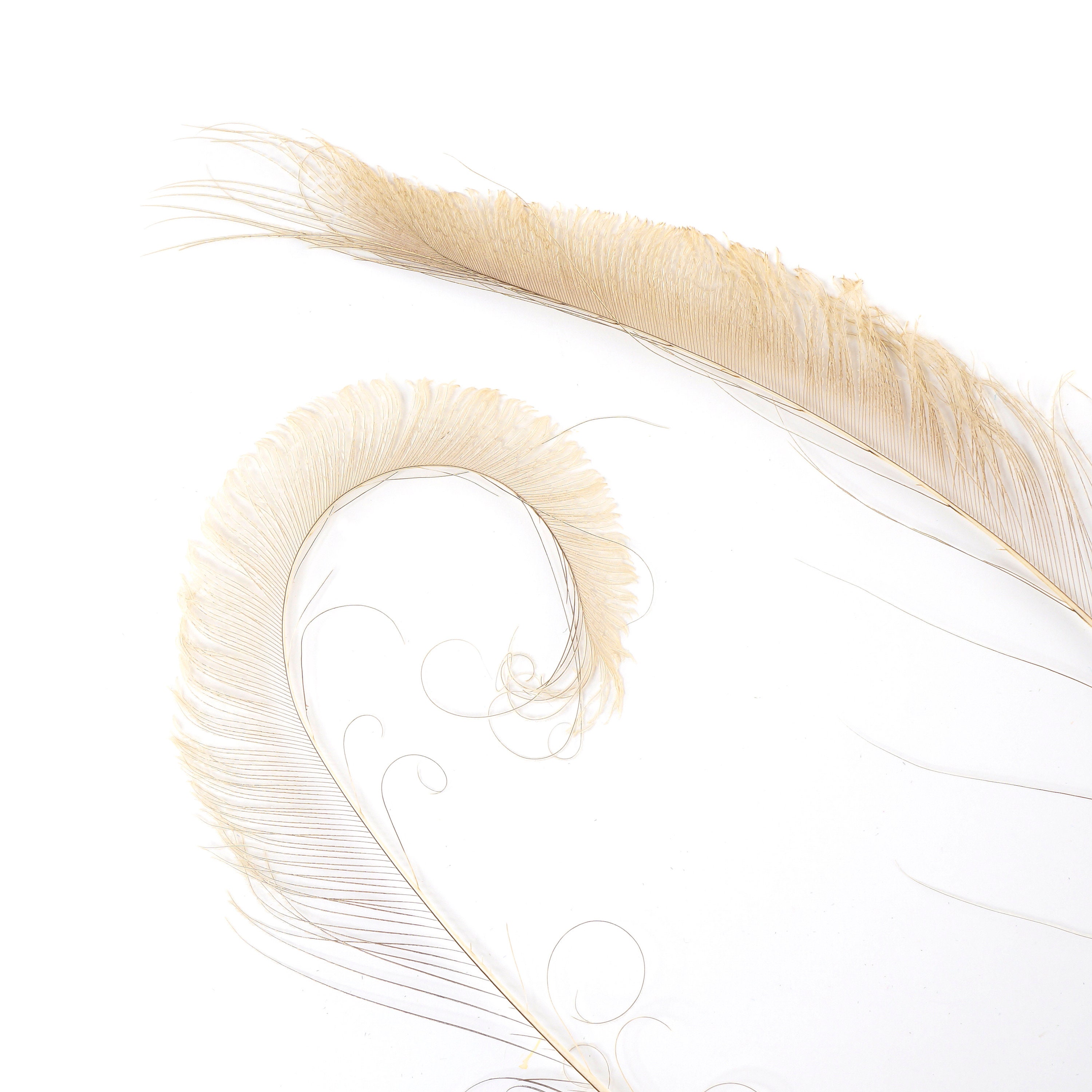 Bleach Dyed Peacock Sword Feathers 10 to 100 Pieces 1525 EGGSHELL, Floral Decor, Millinery