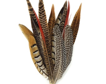 Feathers, Pheasant Feathers, Guinea Feathers, 6-12" Assortment of Natural Feathers - 12 Piece Festival Mix BPH-Festival--N ZUCKER®